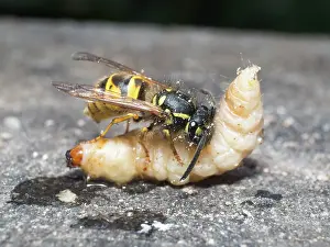 Larva: Common wasp - dissecting wax moth larva - UK