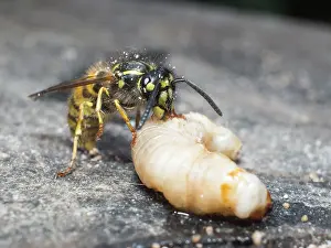 Larva: Common wasp - dissecting wax moth larva - UK