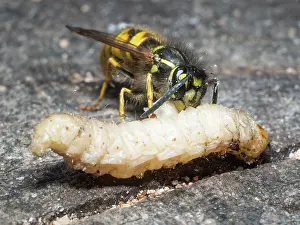 Larva: Common wasp - dissecting wax moth larva - UK