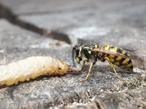 Larva: Common wasp - dissecting wax moth larva - UK