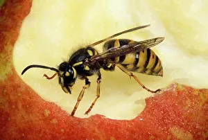 Core: Common Wasp - feeding on apple core