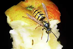 Core: Common Wasp - feeding on apple core