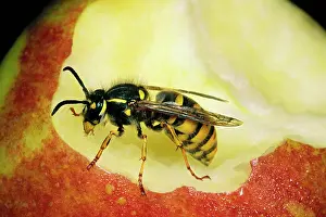 Core: COMMON WASP - feeding on apple core