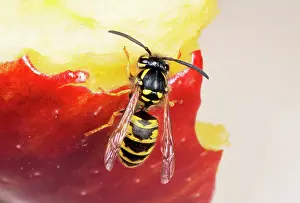 Core: COMMON WASP - feeding on apple core
