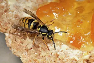 Marmalade: Common Wasp - feeding om marmalade