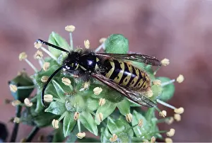 Wasps: COMMON WASP - on flower