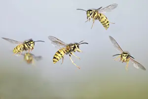 Wasps: Common Wasp - group in flight