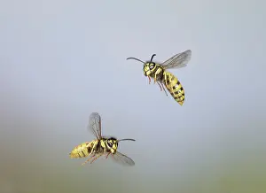 Wasps: Common Wasp - group in flight