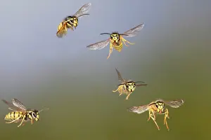 Wasps: Common Wasp - group in flight