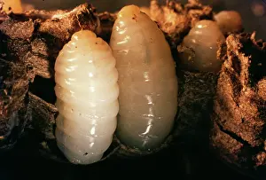 Cycles: Common WASP - grubs