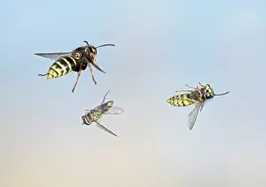 Wasps: Common Wasp and Hover fly swerve to avoid Median