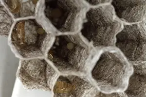 Larvae: Common Wasp Larva
