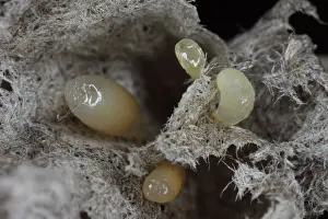 Larvae: Common Wasp Larva