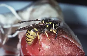 Meat: COMMON WASP ON MEAT