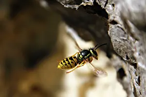 Vespula: Common wasp - at nest