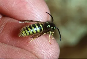 Wasps: COMMON WASP- on person's fingertip