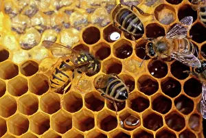 Stealing: COMMON WASP - STEALING HONEY from Honeybees