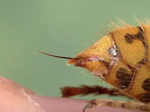 Vespa: Common Wasp - Stinger
