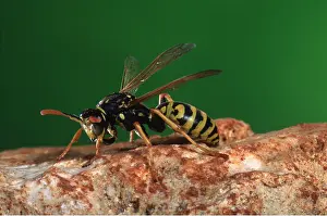 Wasps: COMMON WASP - ON STONE