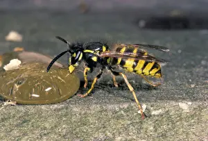 Vespa: Common Wasp - sucking honey