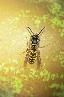 Fallen: Common wasp (Vespula vulgaris) adult on a fallen