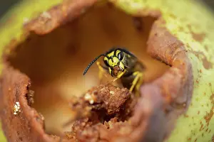 Social: Common wasp (Vespula vulgaris) adult feeding on