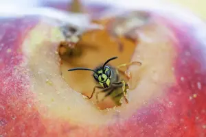 Social: Common wasp (Vespula vulgaris) adult feeding on