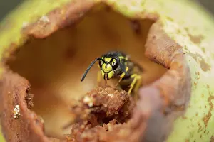 Social: Common wasp (Vespula vulgaris) adult feeding on