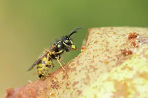 Social: Common wasp (Vespula vulgaris) adult feeding on