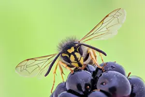 Apocrita: Common wasp (Vespula vulgaris) on blackberry, Hannover