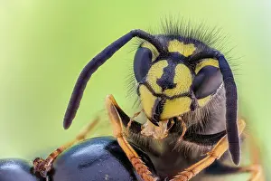 Apocrita: Common wasp (Vespula vulgaris) on blackberry, Hannover
