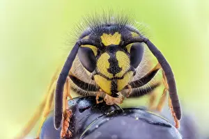 Apocrita: Common wasp (Vespula vulgaris) on blackberry, Hannover