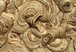 Vespa: Common Wasp - Wasp's nest detail