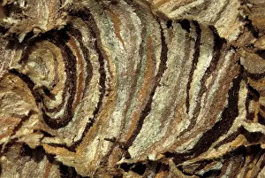 Vespa: Common Wasp - Wasp's nest detail