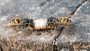 Larva: Common wasps - dissecting wax moth larva - UK