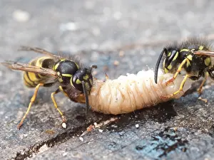 Larva: Common wasps - dissecting wax moth larva - UK