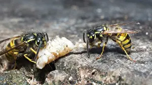 Larva: Common wasps - dissecting wax moth larva - UK