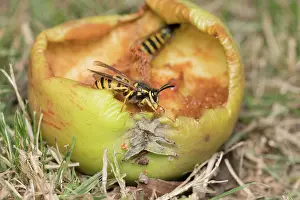 Geoff Du Feu: Common wasps feeding on fallen apple