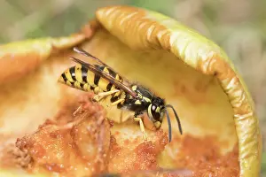 Geoff Du Feu: Common wasps feeding on fallen apple