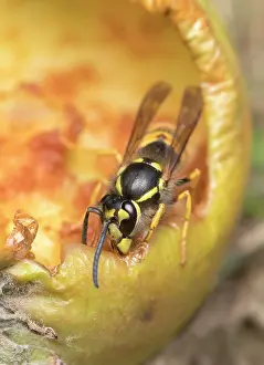 Geoff Du Feu: Common wasps feeding on fallen apple