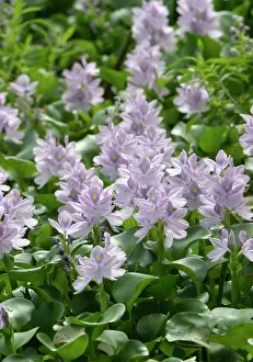 Crassipes: Common Water Hyacinth