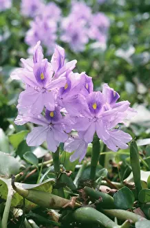 Hyacinths: Common WATER HYACINTH