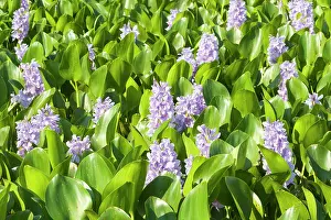 Hyacinths: Common Water Hyacinth
