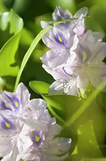 Destroy: Common Water Hyacinth