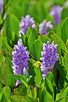 Hyacinths: Common Water Hyacinth Pantanal area Mato Grosso