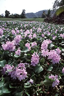 Weeds: Common WATER HYACINTH - Purple flowers