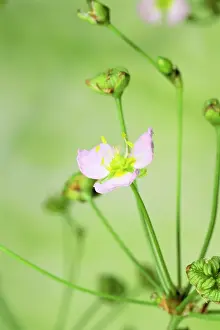 Plantains: Common Water Plantain