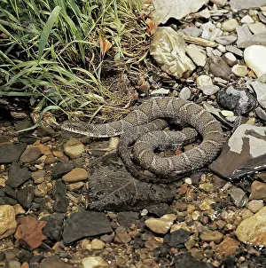 Natrix: Common Water Snake