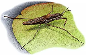Hemipteran: Common Water Strider