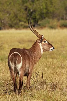 Waterbucks: Common Waterbuck
